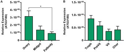 ATG3 Is Important for the Chorion Ultrastructure During Oogenesis in the Insect Vector Rhodnius prolixus